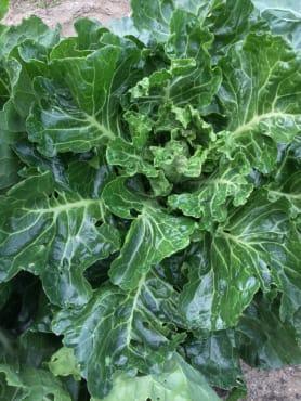 Photo courtesy of Fedco Seeds