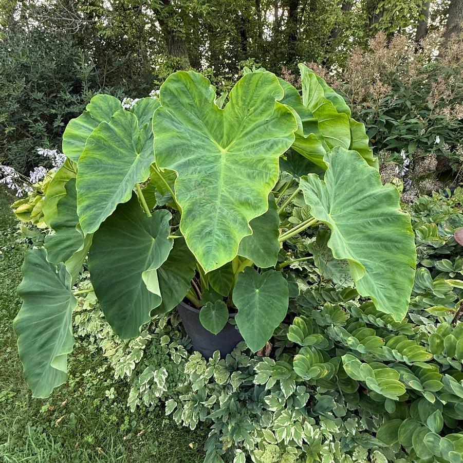 Colocasia 'Jack's Giant' - from Rush Creek Growers