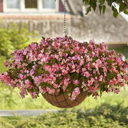 Photo courtesy of Ball Seed.