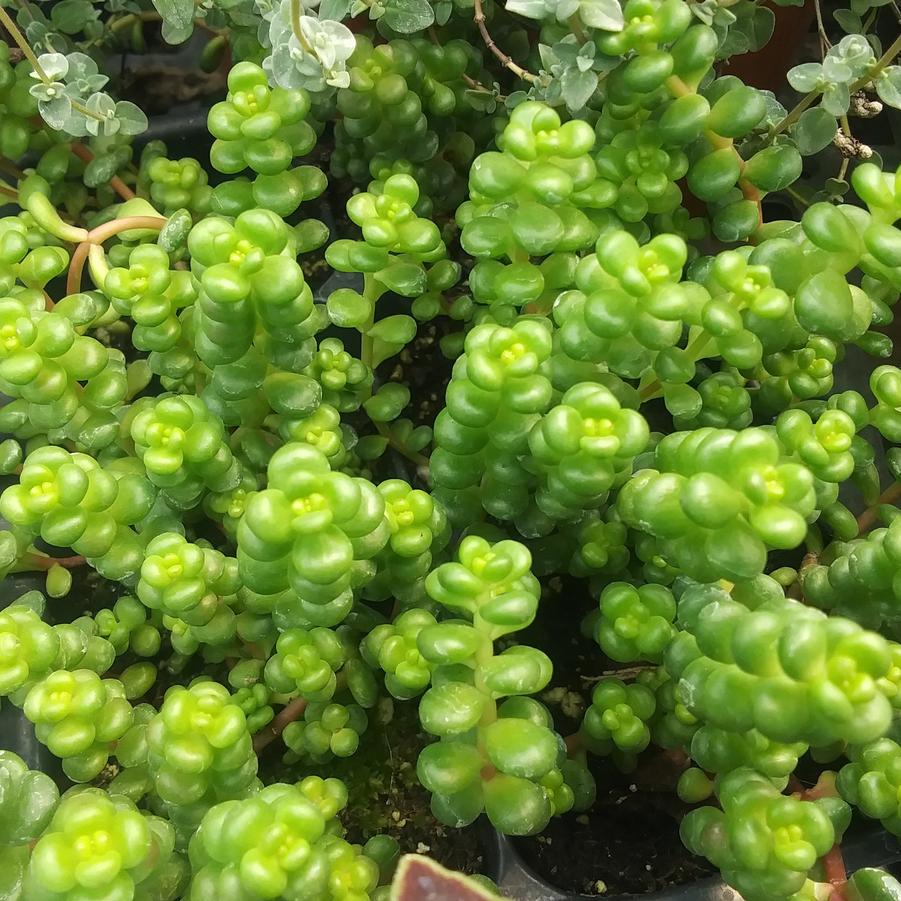 Sedum globosum 'Old Man's Bones' - Stonecrop from Rush Creek Growers Photo RCG