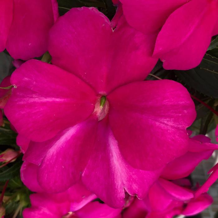 Impatiens Spectra&trade; Magenta