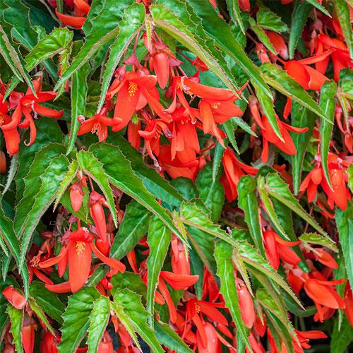 Begonia boliviensis WaterfallsÂ® 'Encanto Orange' - photo courtesy of Select Seeds