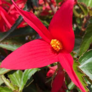Begonia boliviensis WaterfallsÂ® 'Encanto Pink' - photo courtesy of Penn State trials
