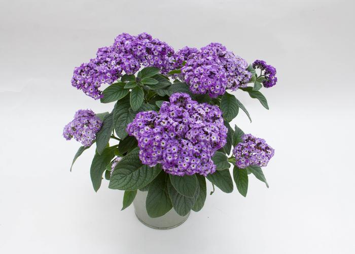 Heliotrope arborescens Marino&trade; Blue