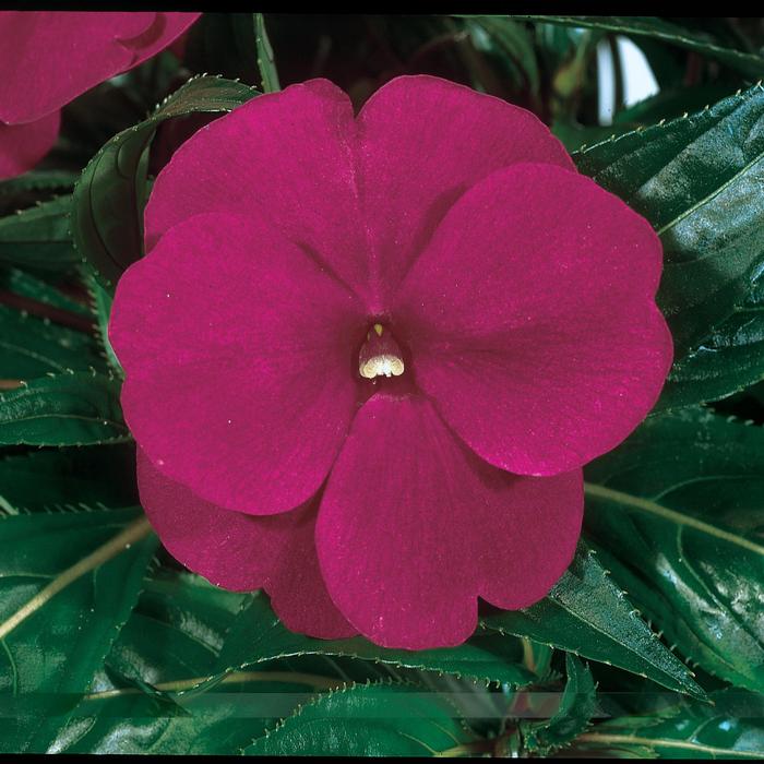 Impatiens ColorPower&trade; Purple Blue
