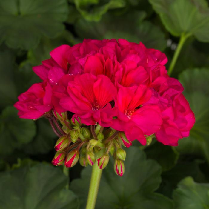 Geranium Tango&trade; Neon Purple