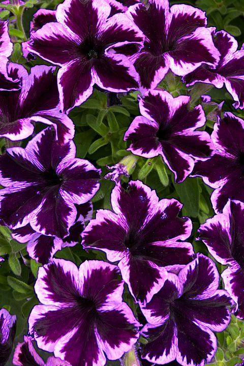 Petunia CrazytuniaÂ® 'Cosmic Violet' -photo courtesy of PAC Eisner/Westhof-www.pac-eisner.com/www.westflowers.de