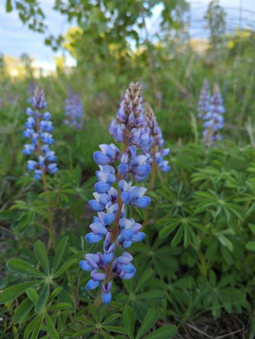 Lupinus Perennis - Wild Lupine-photo courtesy of Dustin Mitchell