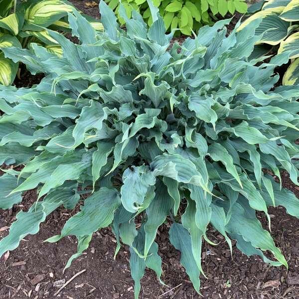 Hosta 'Wild Imagination' - Plantain lily photo courtesy of Walters