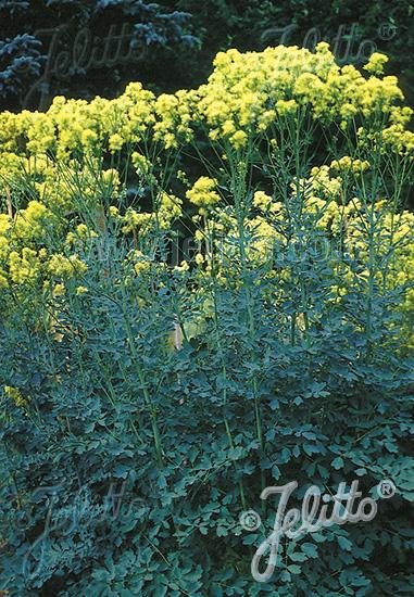 Thalictrum flavum subsp. glacum - Yellow Meadow Rue photo courtesy of Jelitto Seed