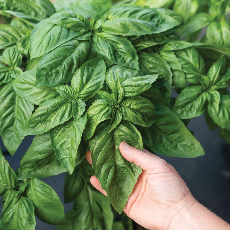 Basil 'ProsperaÂ® Italian Large Leaf' -photo courtesy of Johnnys