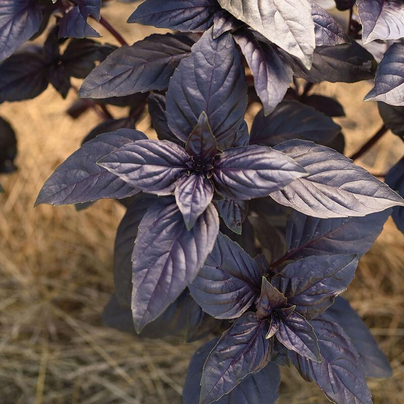 Basil 'ProsperaÂ® Red' - photo courtesy of Johnnys