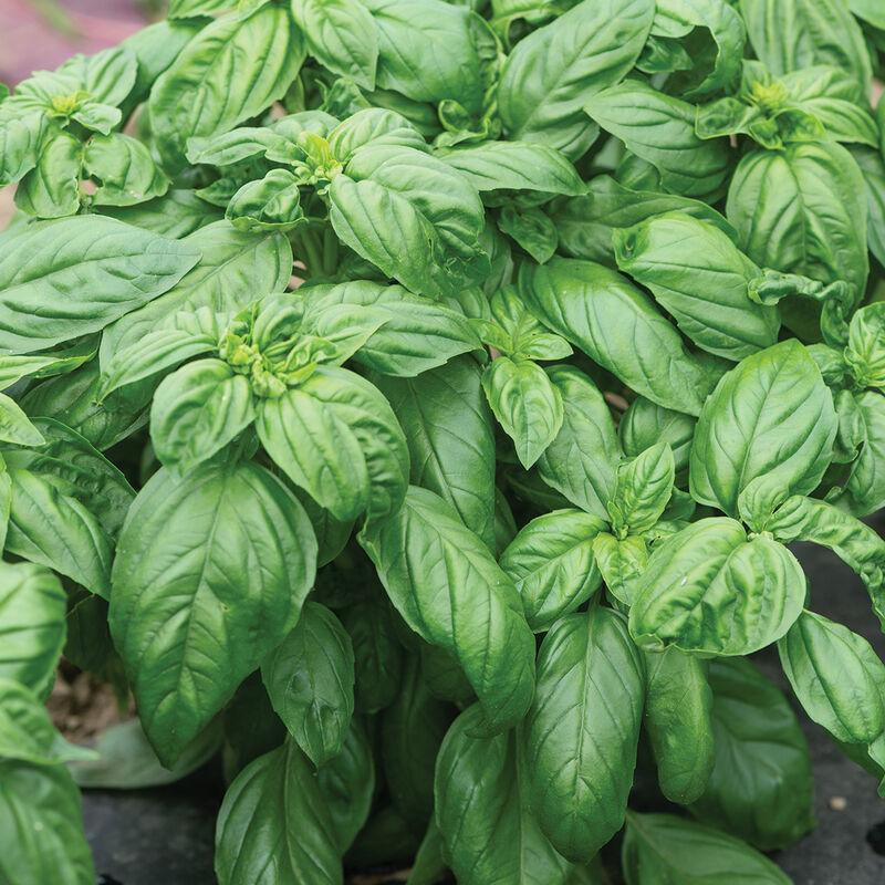 Basil 'ProsperaÂ® Sweet' - photo courtesy of Johnnys