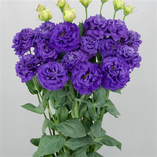 Lisianthus 'Celeb 2 Navy' - photo courtesy of Ball Seed