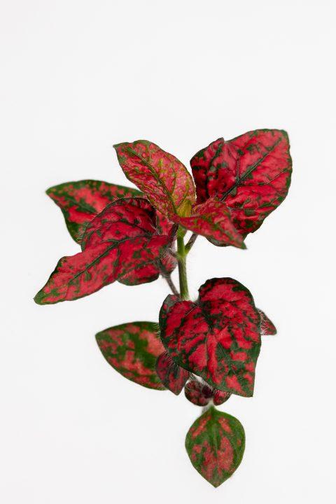 Hypoestes 'Lotty Dotty Red' -photo courtesy of PAC Eisner/Weshoff-www.pac-eisner.com/www.westflowers.de