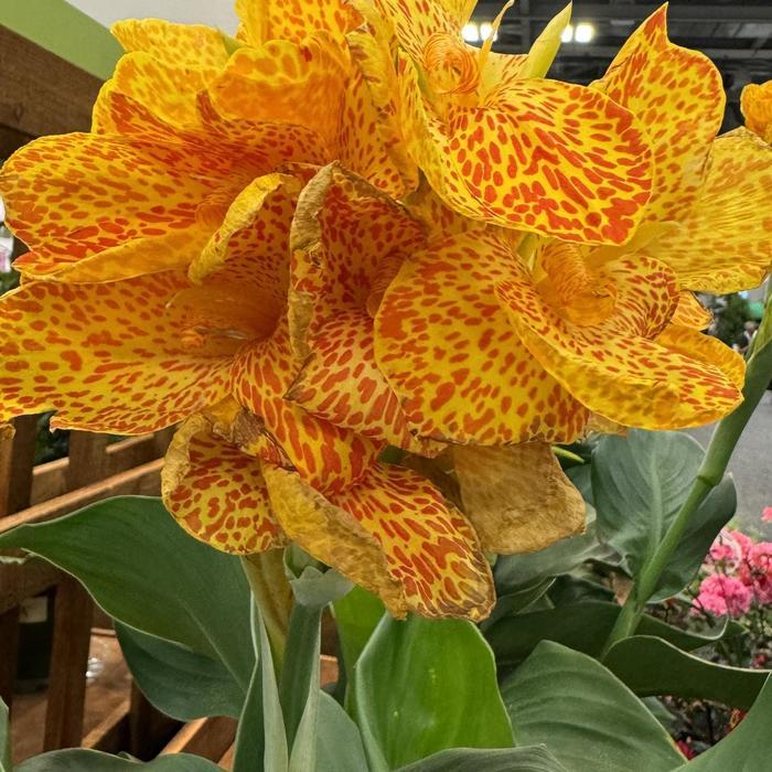 Canna x generalis 'Cannova® Gold Leopard' - Photo courtesy of Garden Center Marketing
