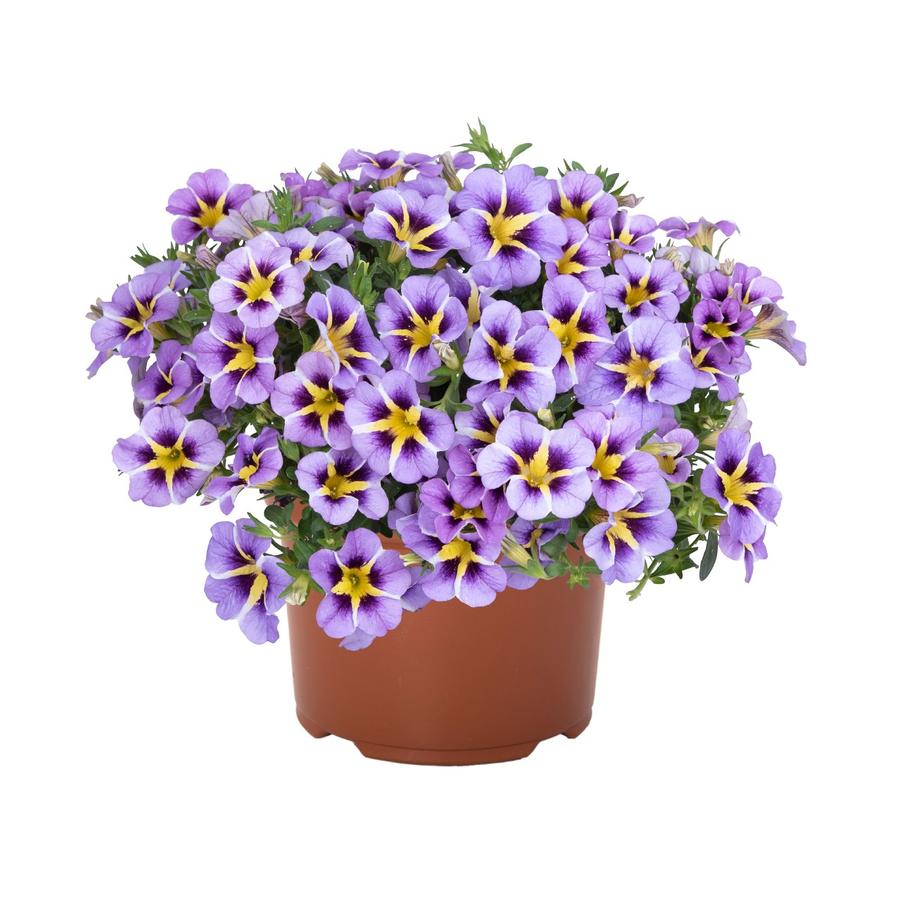 Calibrachoa 'Tik Tok® Sky Blue' - Photo Dummen orange