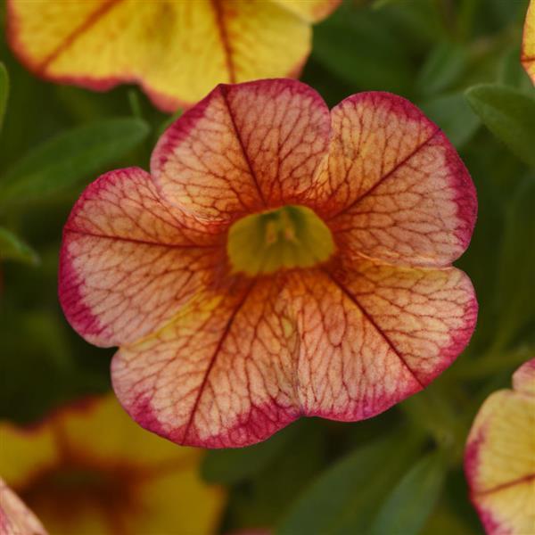 Calibrachoa 'Minifamous® Uno Ember Eclipse' -Phot courtesy of Ball