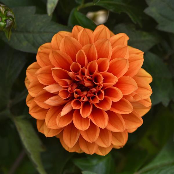 Dahlia 'City Lights™ Apricot Glow' - photo courtesy of Ball Seed