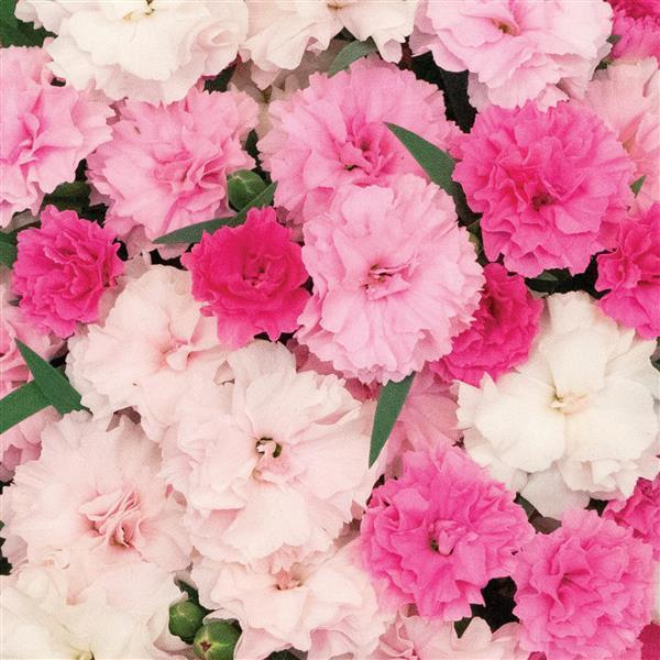Dianthus 'I Love U' -photo courtesy of Ball Seed