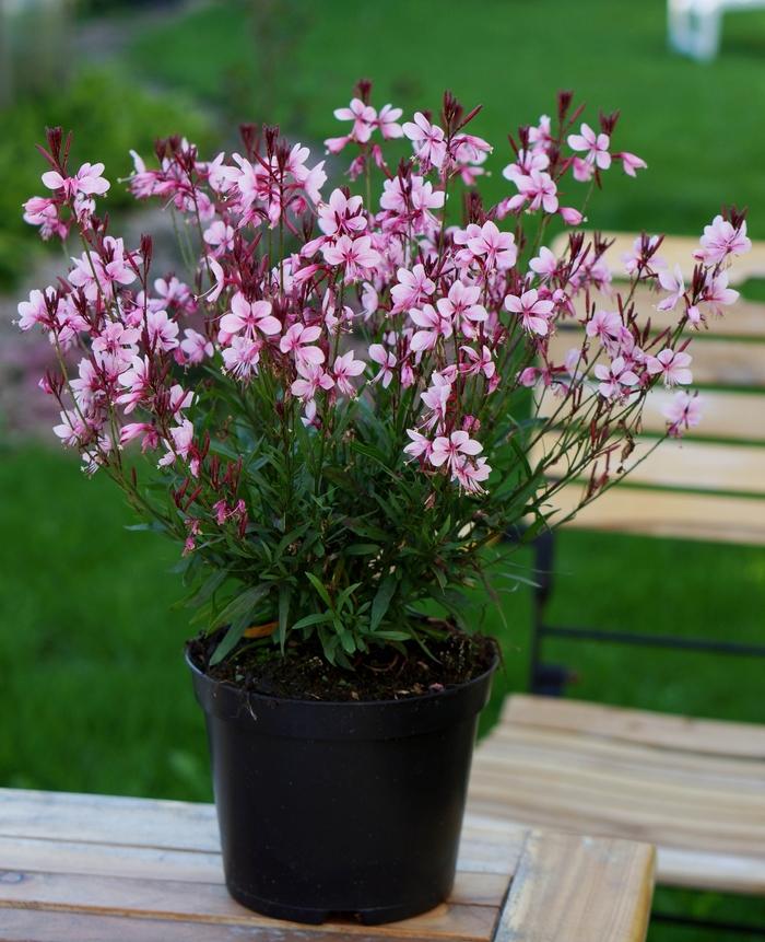 Gaura lindheimeri 'Baby Butterfly™ Dark Pink' - photo courtesy of Garden Center Marketing