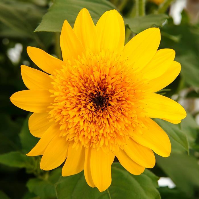 Helianthus annus Sunfinity® 'Double Yellow' - photo courtesy of Garden Center Marketing
