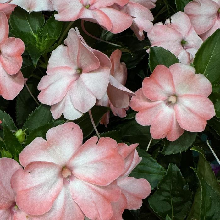 Impatiens Sol Luna Prime™ 'Light Salmon' - photo courtesy of GCM