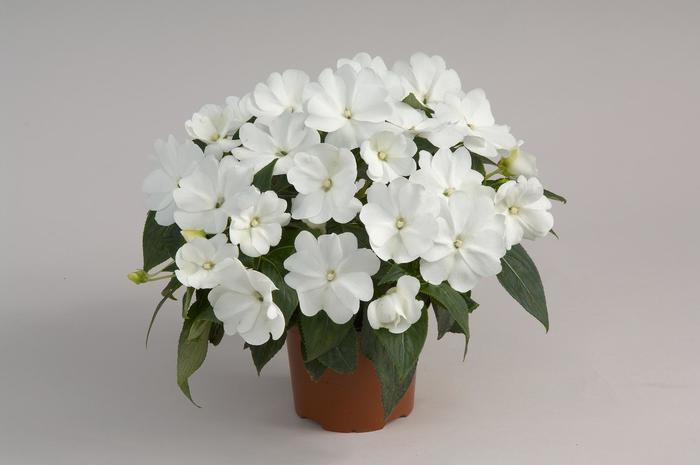 Impatiens Harmony® 'Snow' - photo courtesy of Garden Center Marketing