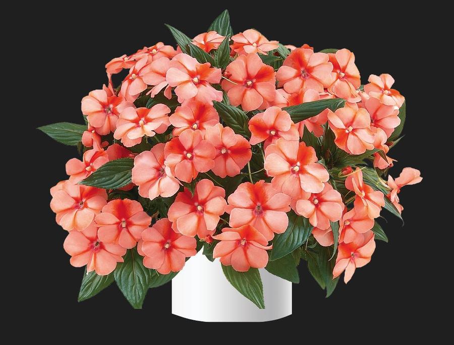Impatiens Harmony® 'Apricot Cream' - photo courtesy of Danziger