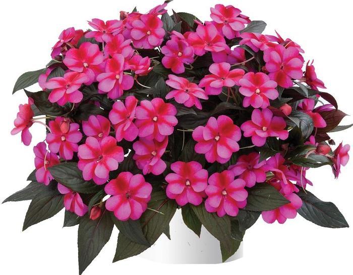 Impatiens Harmony® 'Fuchsia Cream' -photo courtesy of Garden Center Marketing