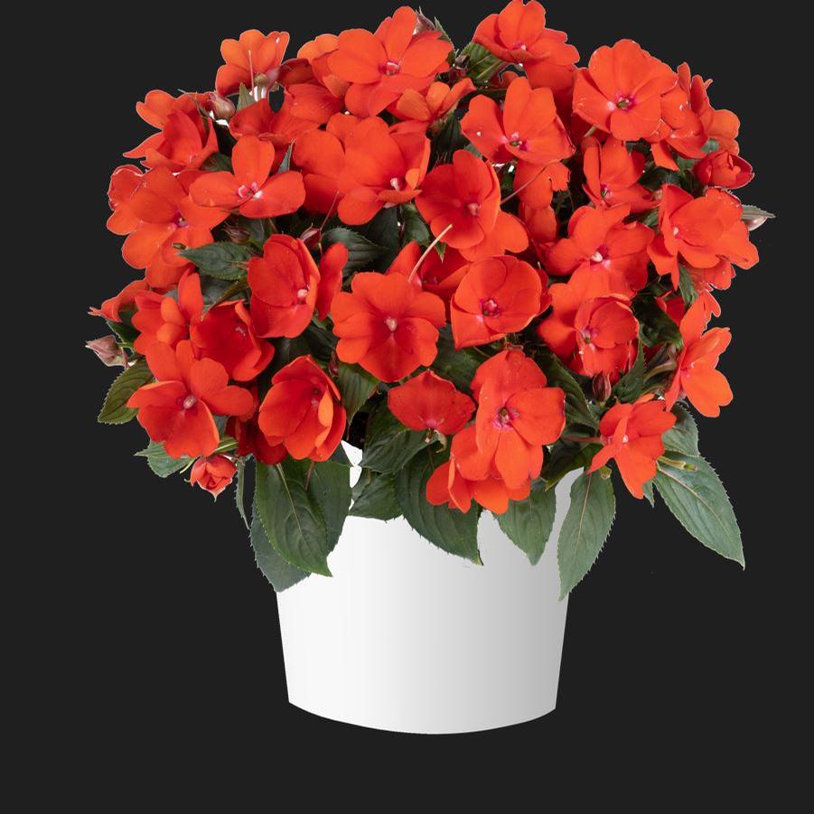 Impatiens Sol Luna™ 'Orange' - photo courtesy of Danziger