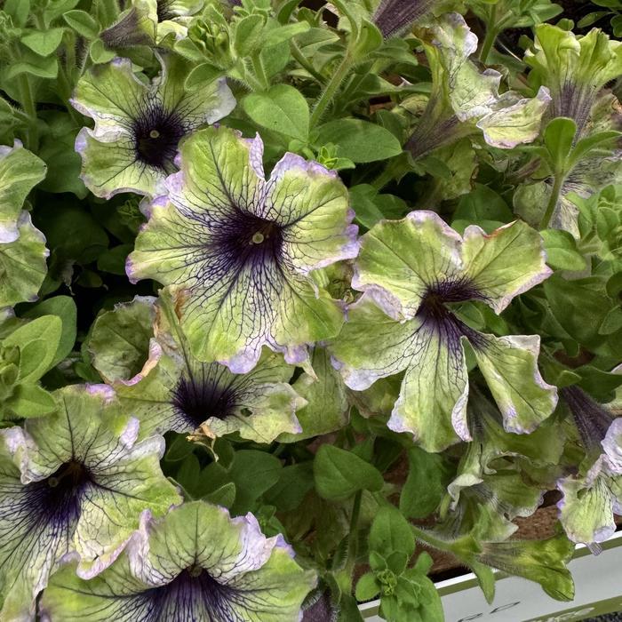 Petunia Amazonas™ 'Plum Cockatoo' - photo courtesy of Garden Center Marketing