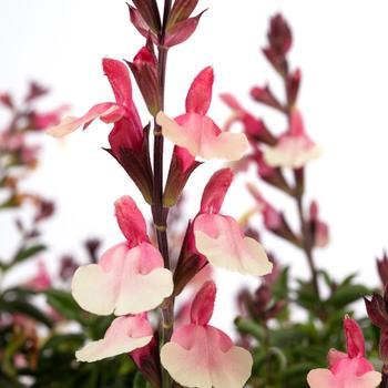 Salvia x jamensis Vibe® 'Ignition Sunrise' - Photo courtesy of Garden Center Marketing