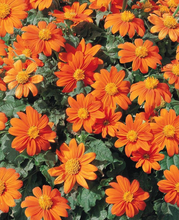 Tithonia 'Fiesta del Sol' -photo courtesy of Garden Center Marketing