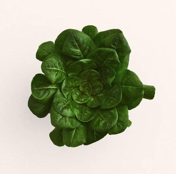 Lettuce 'Lettuce Spinach' - photo courtesy of Row 7 seeds