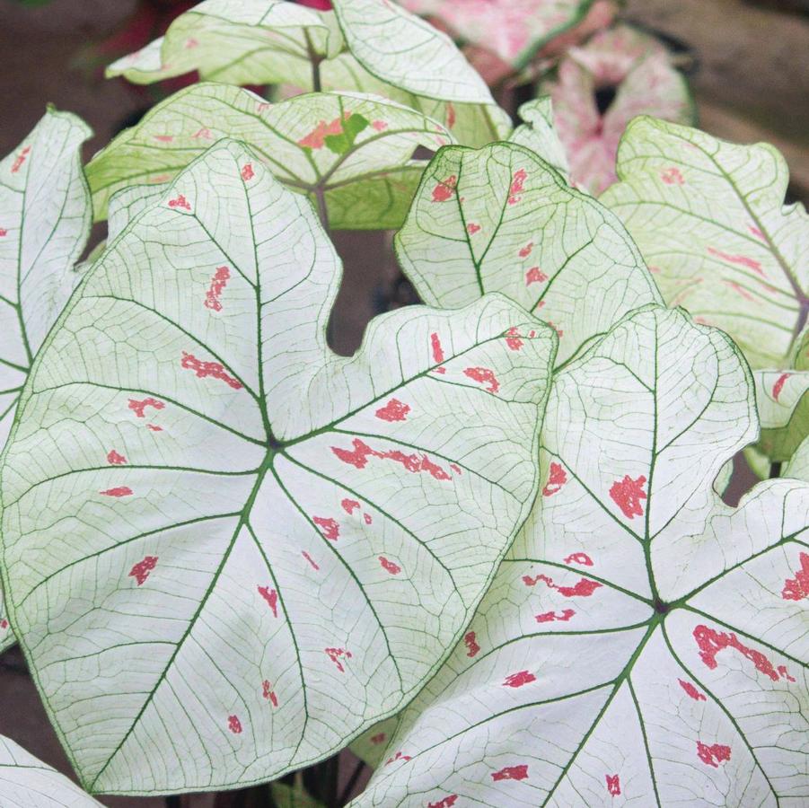 Caladium 'Strawberry Star' - photo courtesy of Bates Sons & Daughters