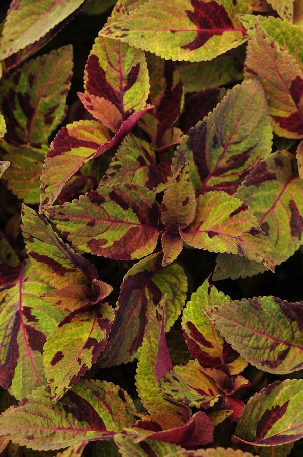 Coleus 'Premium Sun Mighty Mosaic' - photo courtesy of Garden Center Marketing