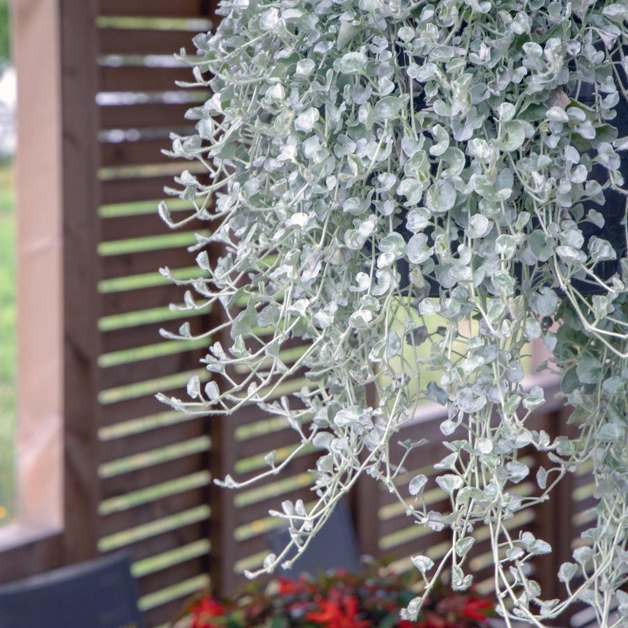 Dichondra argentea 'Silver Surfer' - photo courtesy of Ball