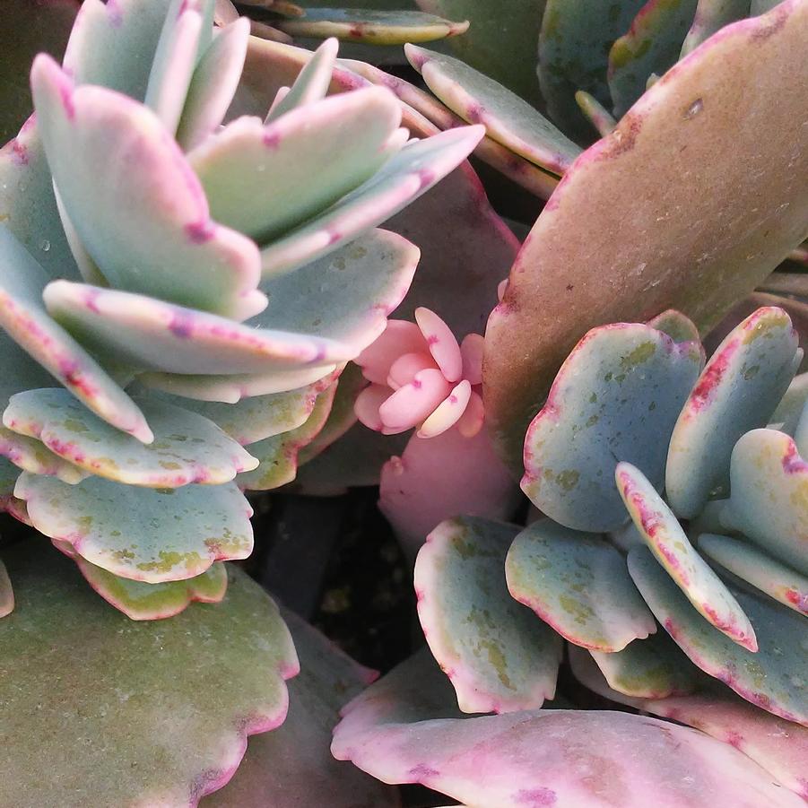 Kalanchoe fedtschenkoi tricolor - from Rush Creek Growers