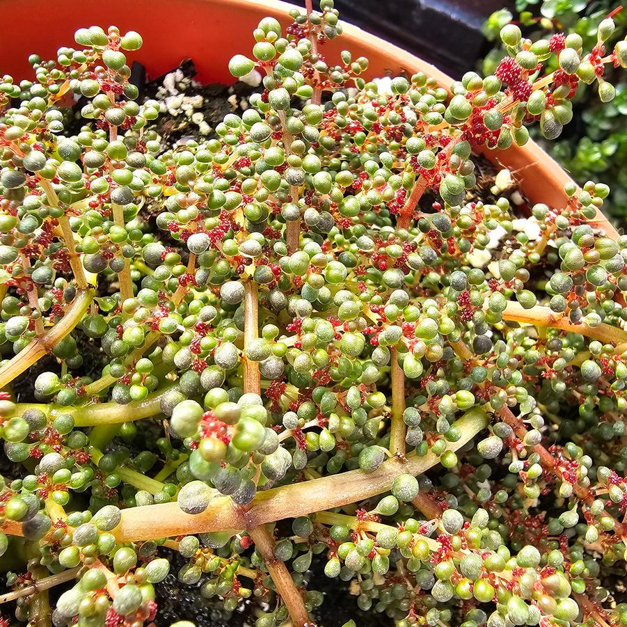 Pilea serpyllacea 'Globosa' - from Rush Creek Growers