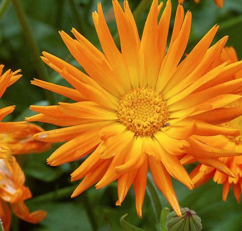 Calendula 'Radio' - photo courtesy of Select Seeds
