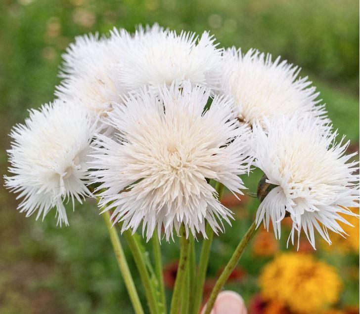 Centaurea moschata 'Imperialis The Bride' - photo courtesy of Select Seeds