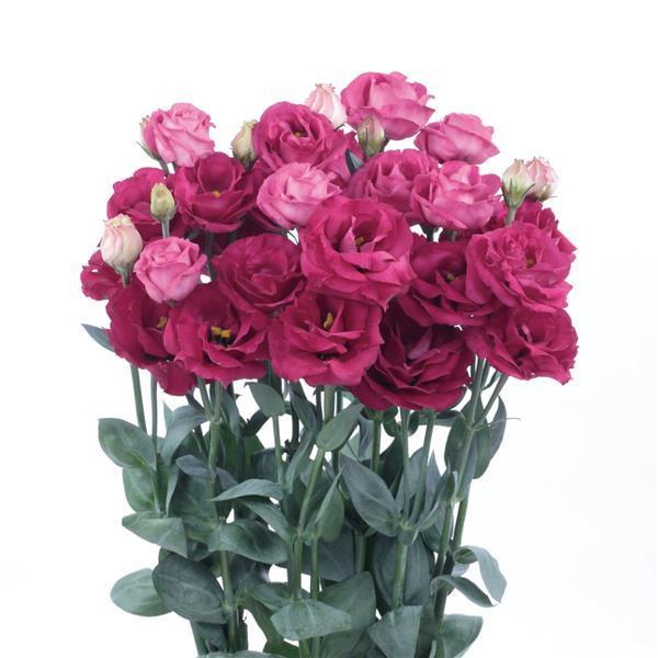 Lisianthus 'Rosita 3 Red' - photo courtesy of Ball Seed