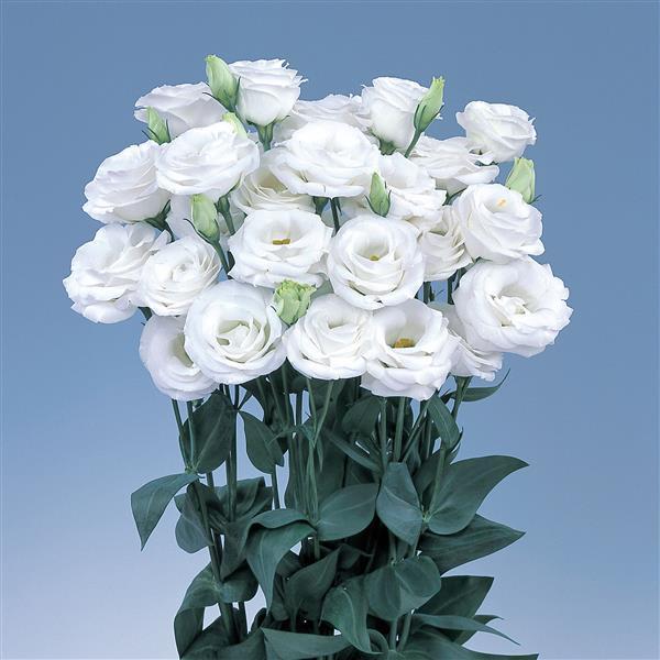 Lisianthus Rosita® 2 'White' - photo courtesy of Ball Seed