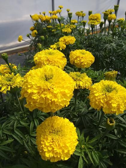 Marigold 'Garuda Yellow' - from Rush Creek Growers