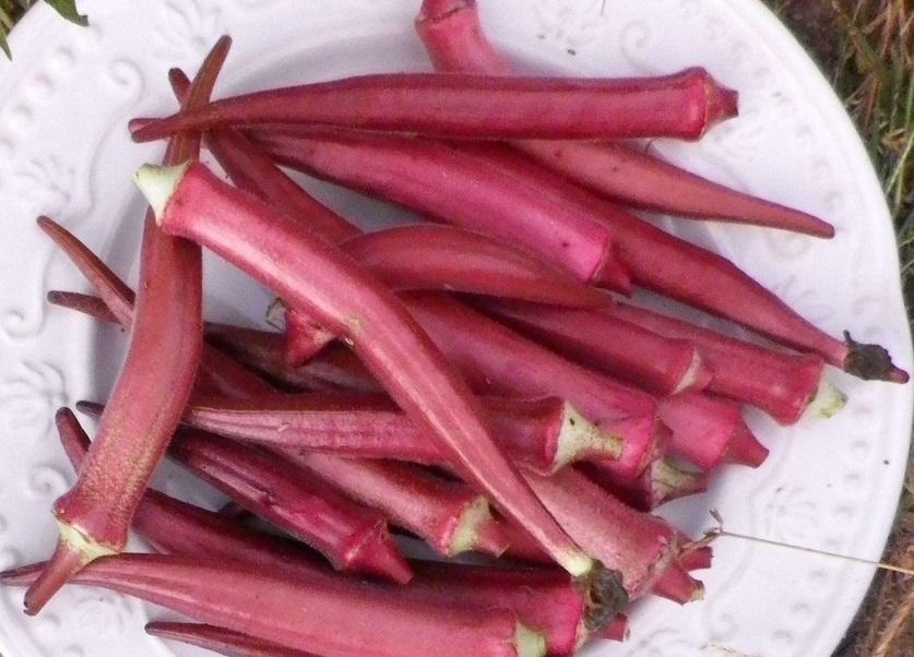 Photo courtesy of Southern Exposure Seed Exchange