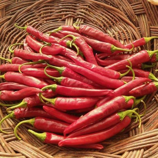 Pepper 'Lady Han Korean' - photo courtesy of Adaptive Seeds