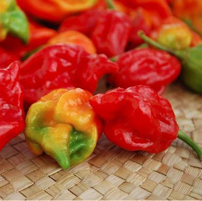 Pepper 'Trinidad Scorpion' - photo courtesy of Ball Seed