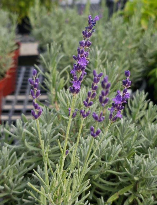 Lavender angustifolia 'Cynthia Johnson' - from Rush Creek Growers