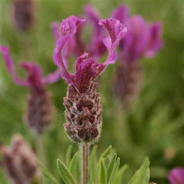 Lavender stoechas 'Anouk Deep Rose' -photo courtesy of Ball Seeds